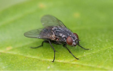 家蝇