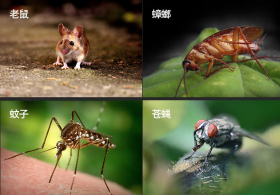 虫害科普知识