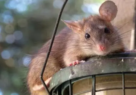 屋顶鼠