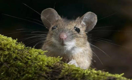 小家鼠